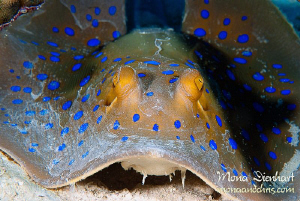 Look into my eyes!!! by Mona Dienhart 